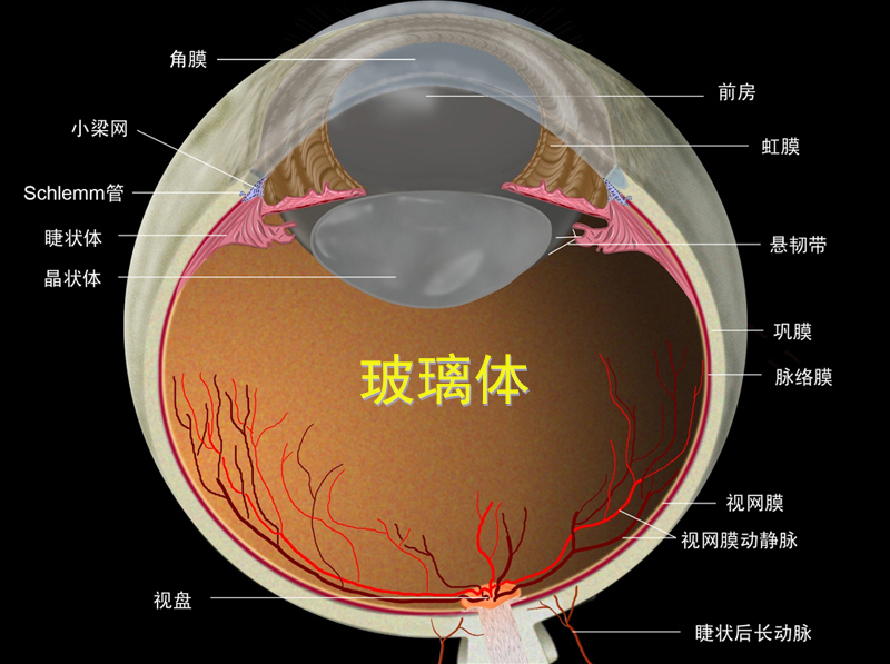 玻璃體