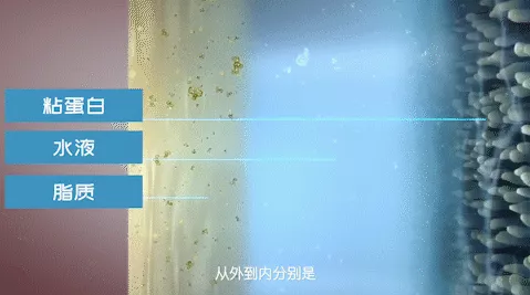 淚膜的構成