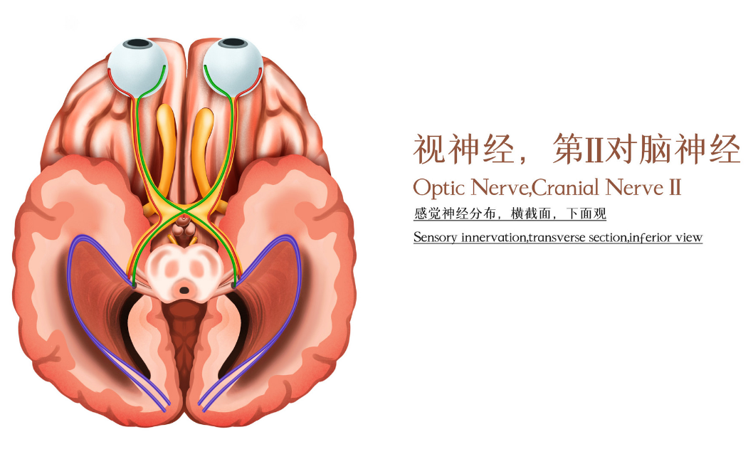 視神經(jīng)萎縮治療